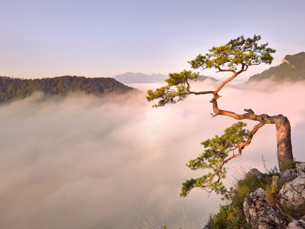 Дерево на обрыве