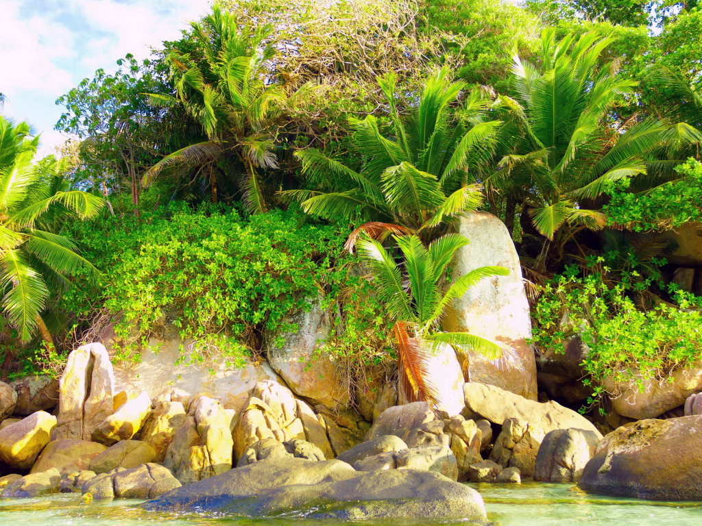 Природа тропиков