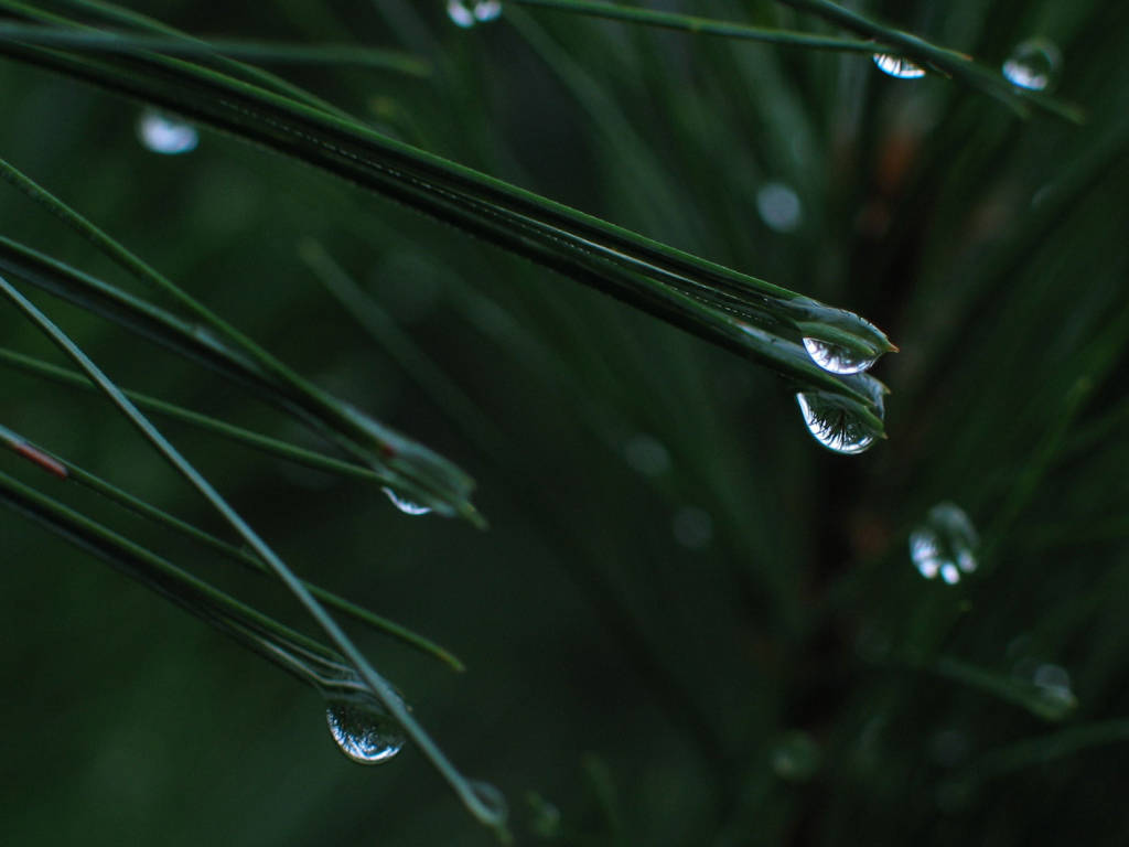 После дождя