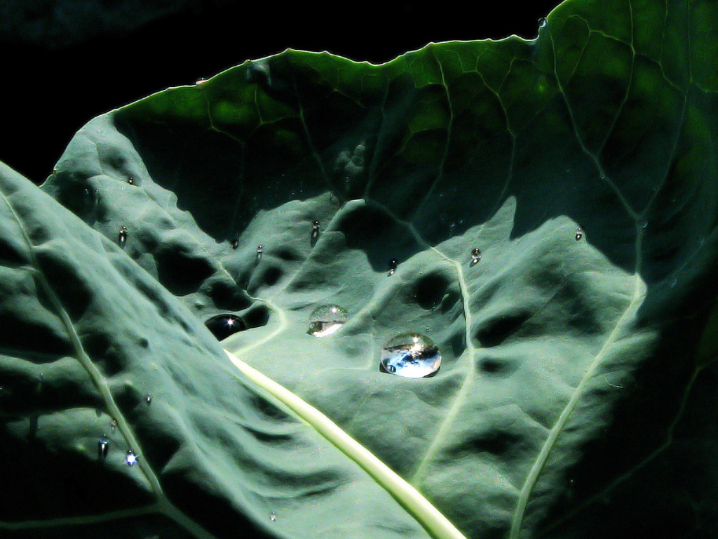 Капустный лист