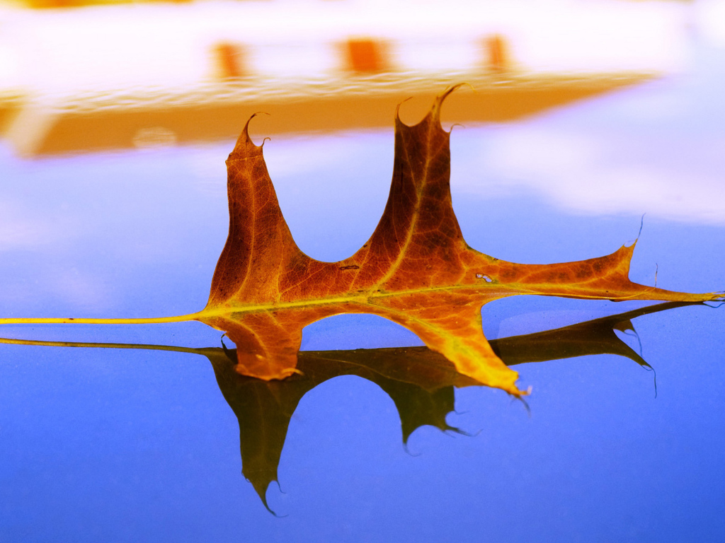 Засохший листок