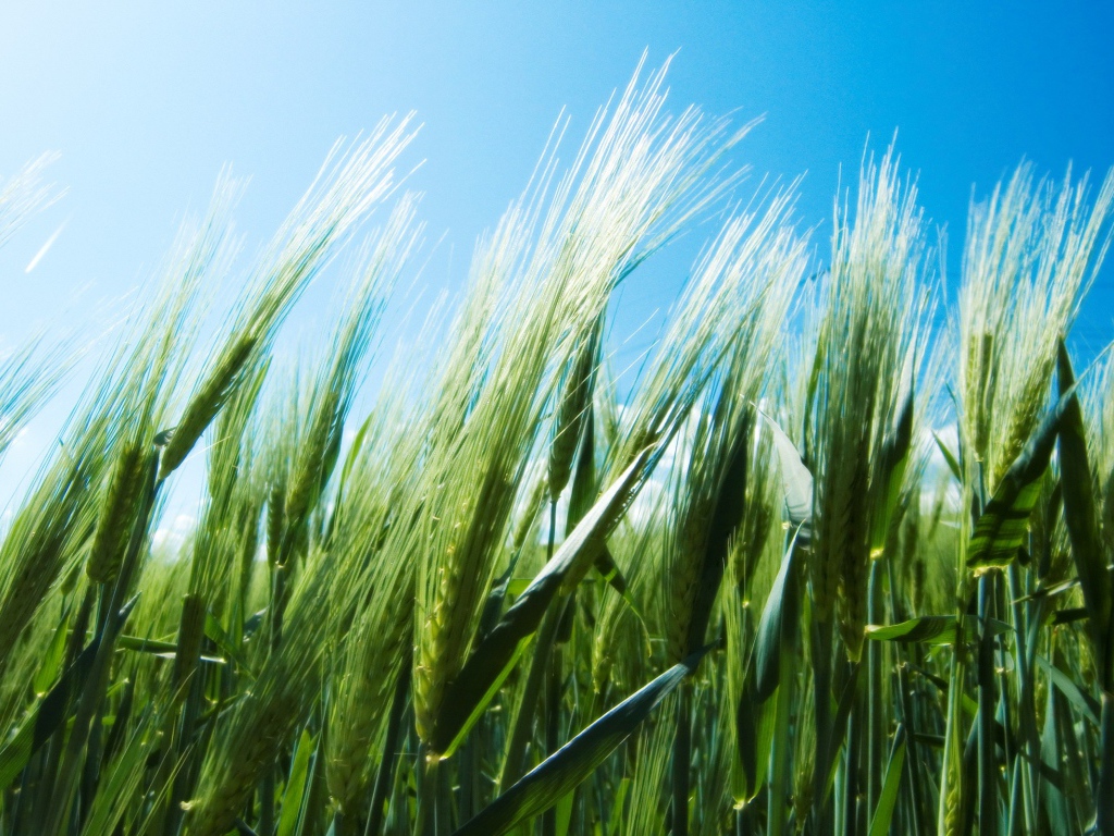 Зеленые колоски