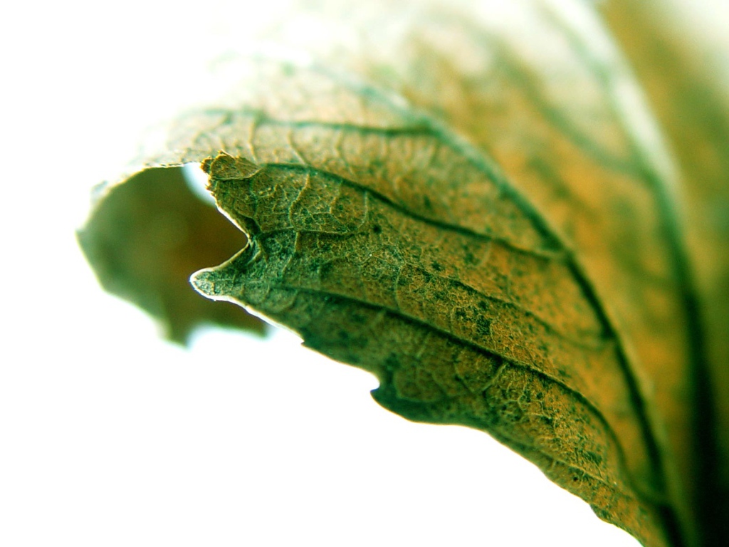 Листик крупным планом