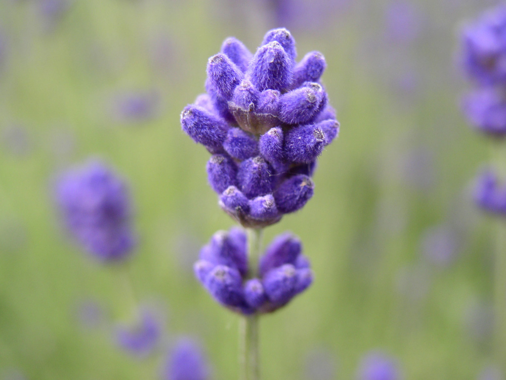 Сиреневый цветочек