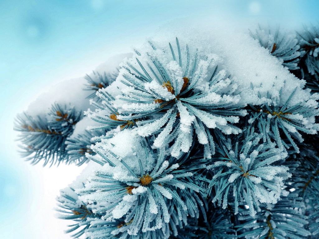 Колючая ветка