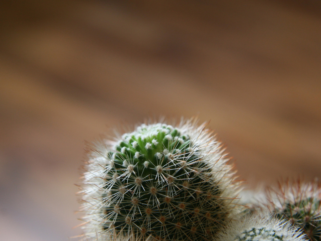 Колючий кактус