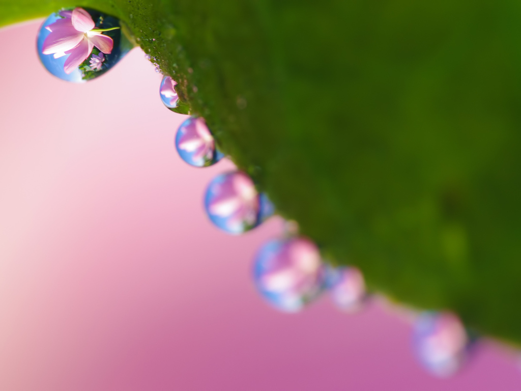 Рабочие обои весна