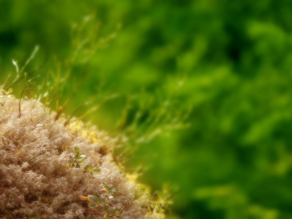 Маленькие ростки