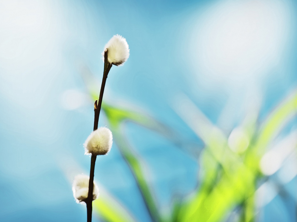 Ветка вербы