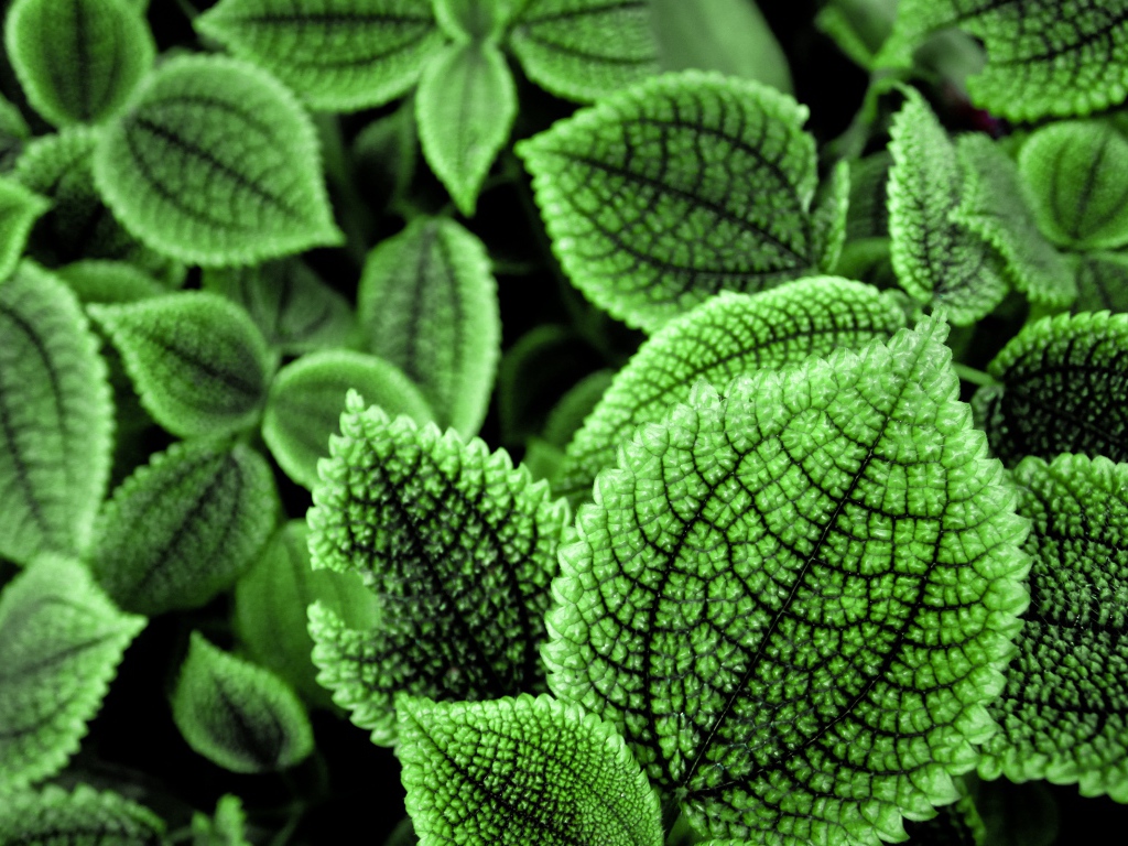 Зеленые листья растения