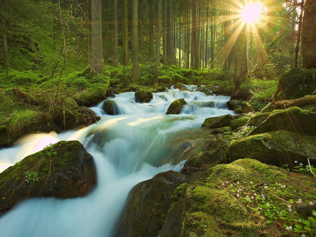 Ручей в чаще