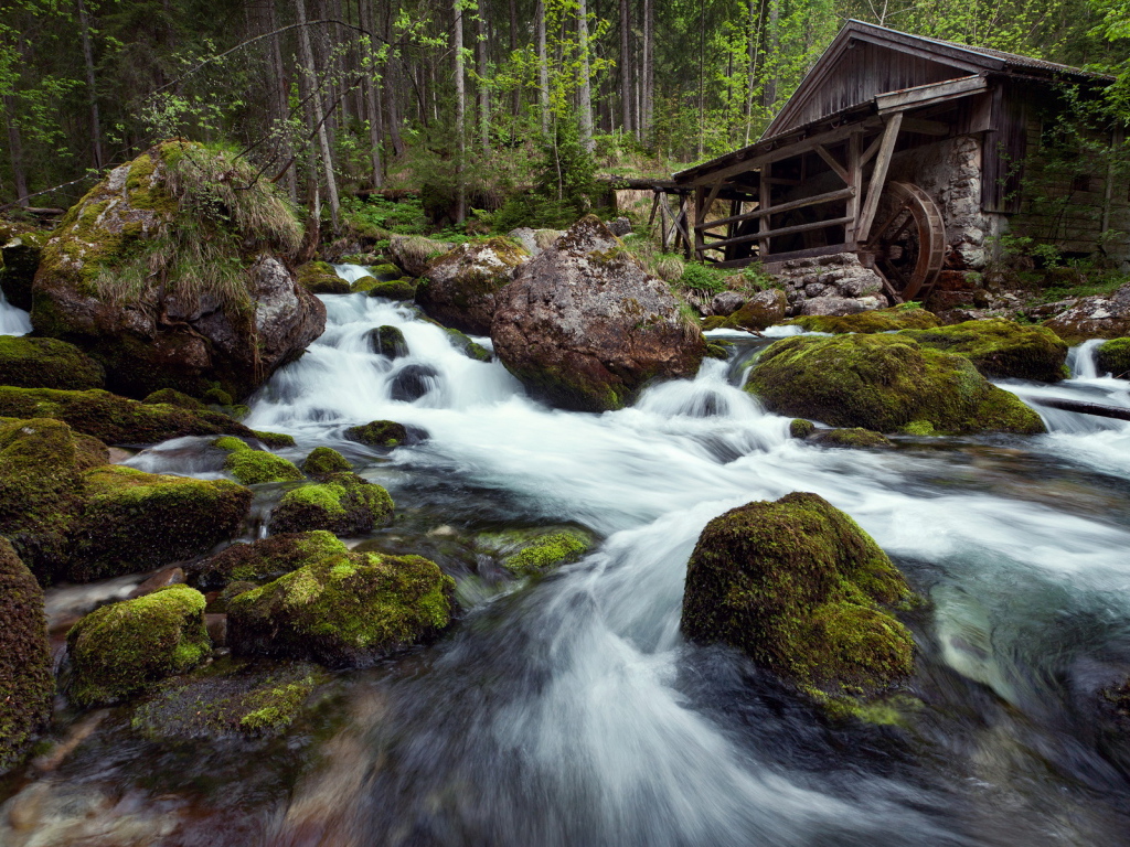 Лесная речка