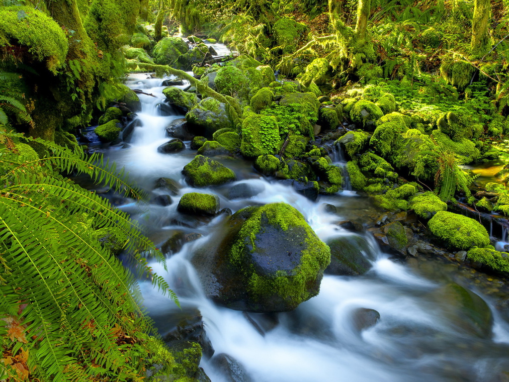Река в джунглях