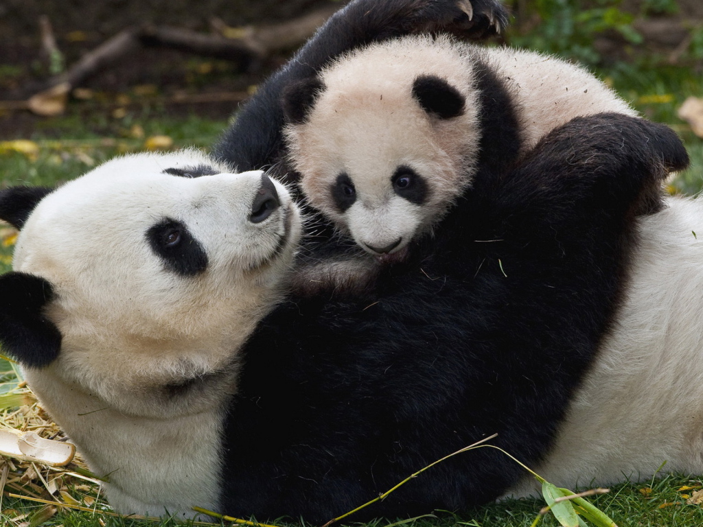 Панда и малыш