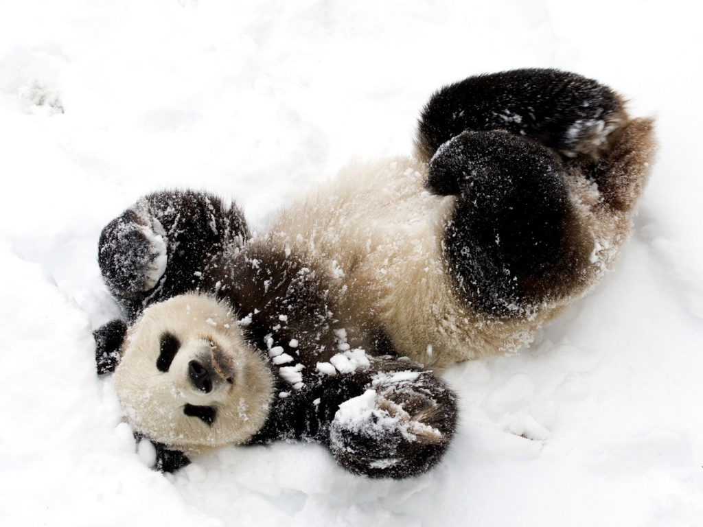 Панда в снегу