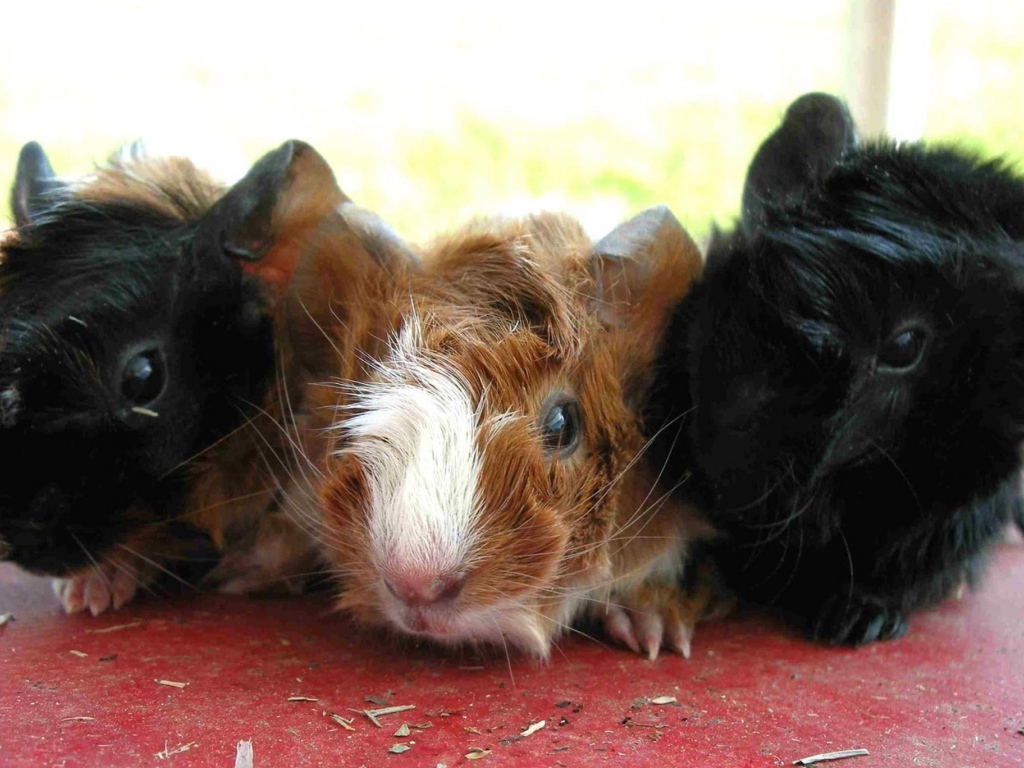 Морские свинки