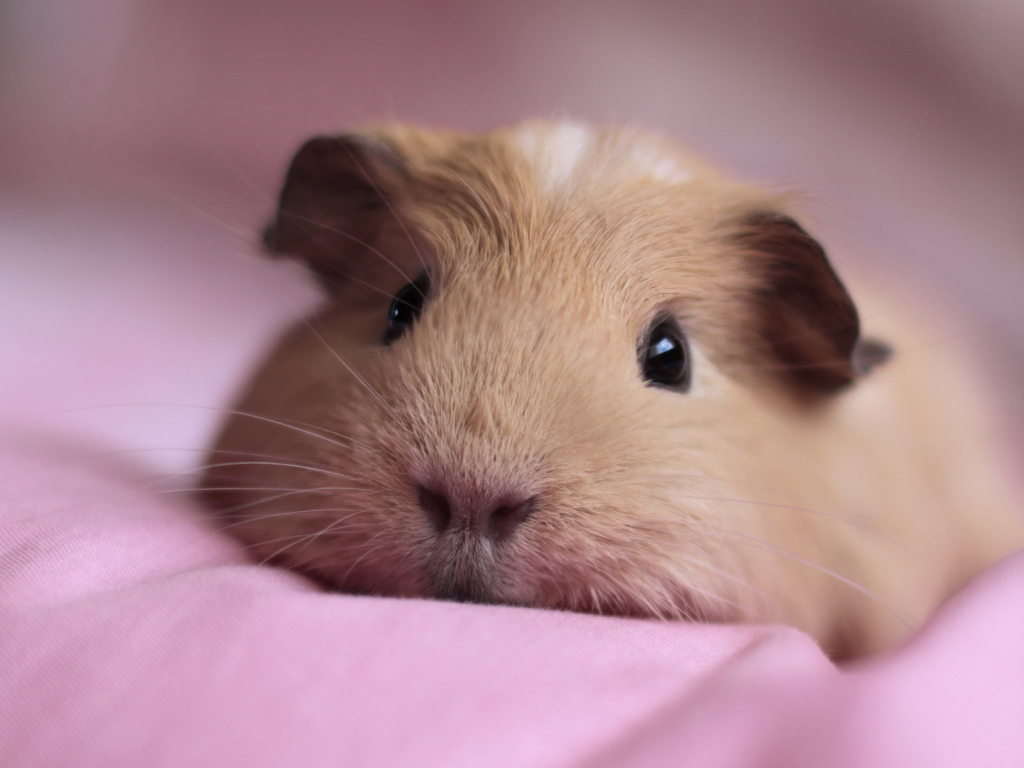 Спящая морская свинка