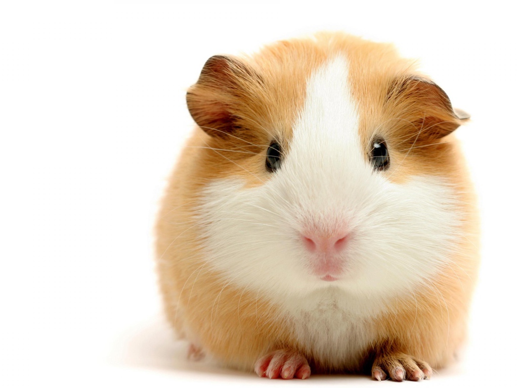 Толстая морская свинка