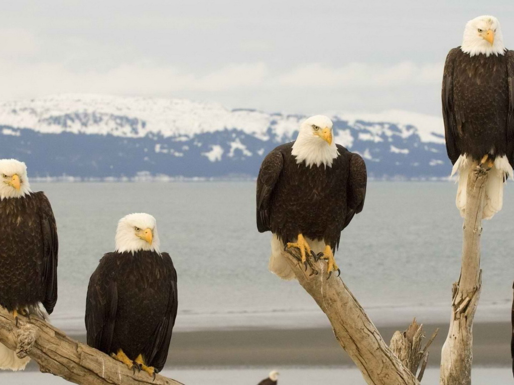 Белоголовый Орлан