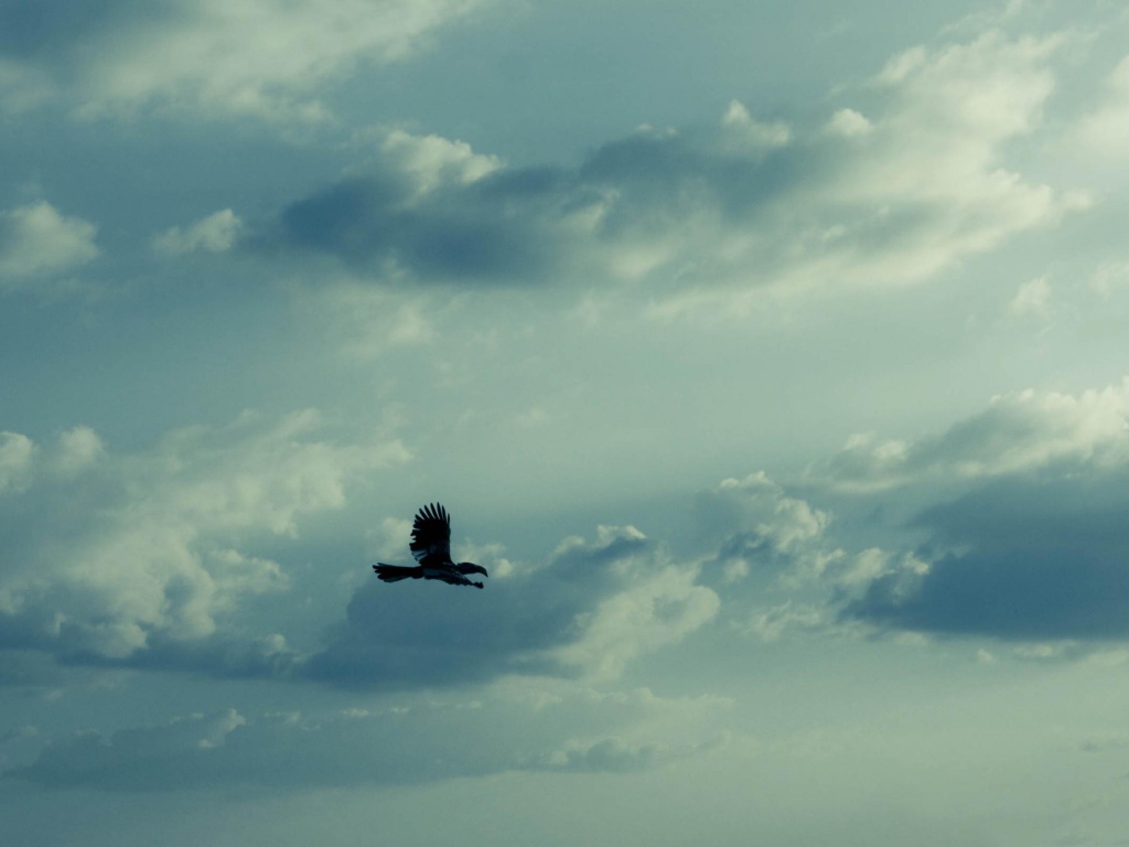 Орел в небе