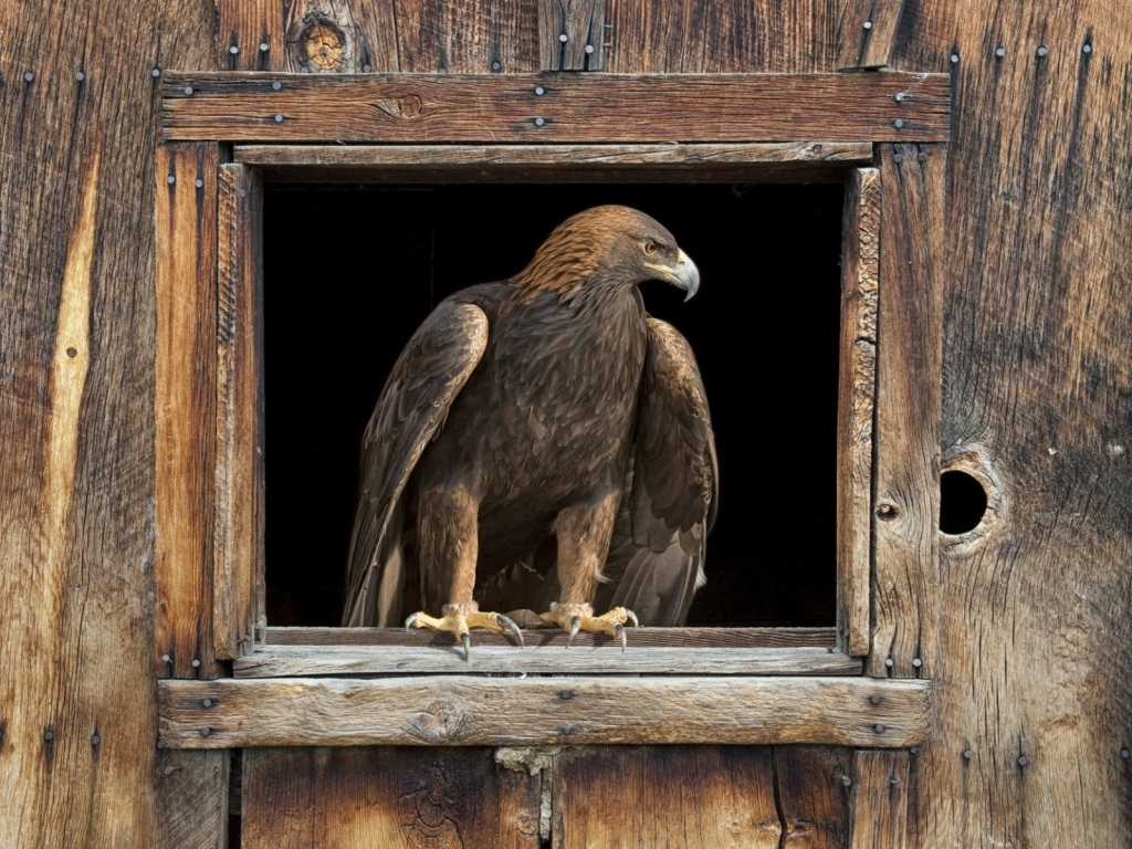 Орел в окне