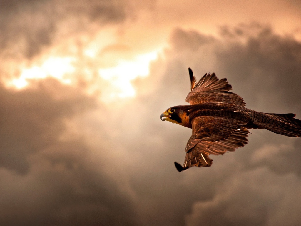 Ястреб в полете