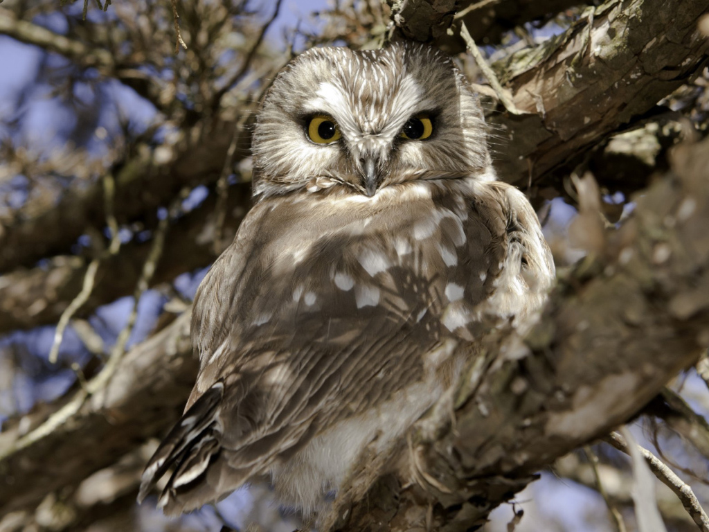 Сова на ветке