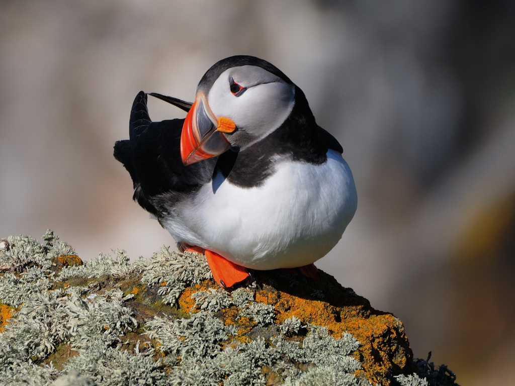 Тихоокеанский тупик