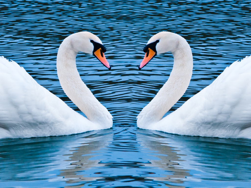 Два лебедя