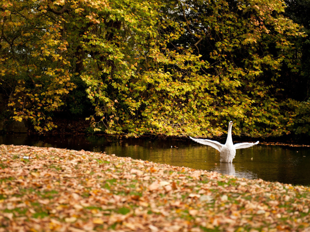 White swan in the fall