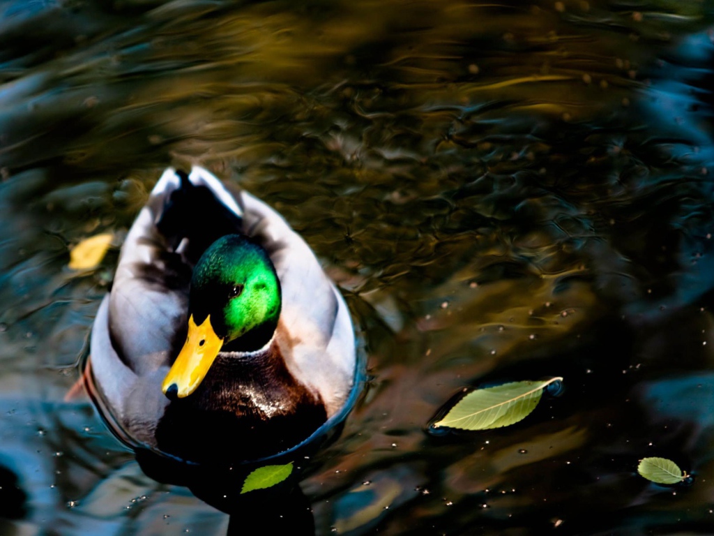 Дикая утка на озере