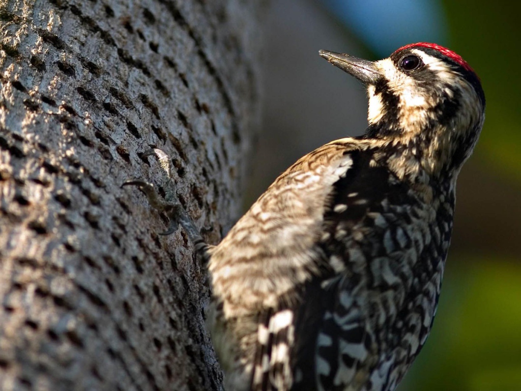 Дятел на дереве