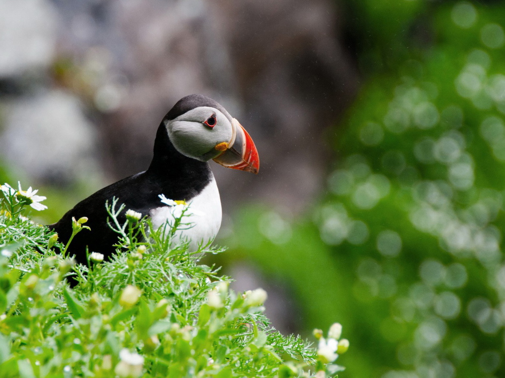 птица Тупик