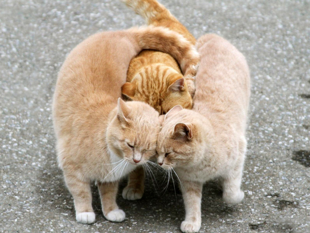 Ласковые кошки