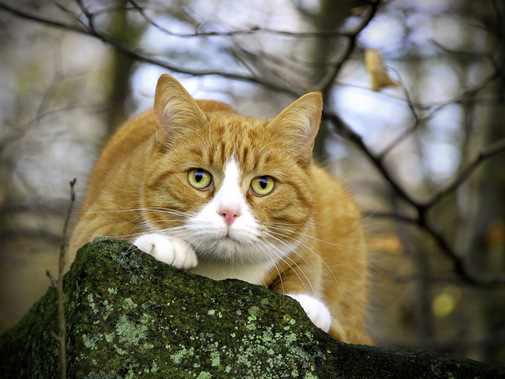 Пушистый кот