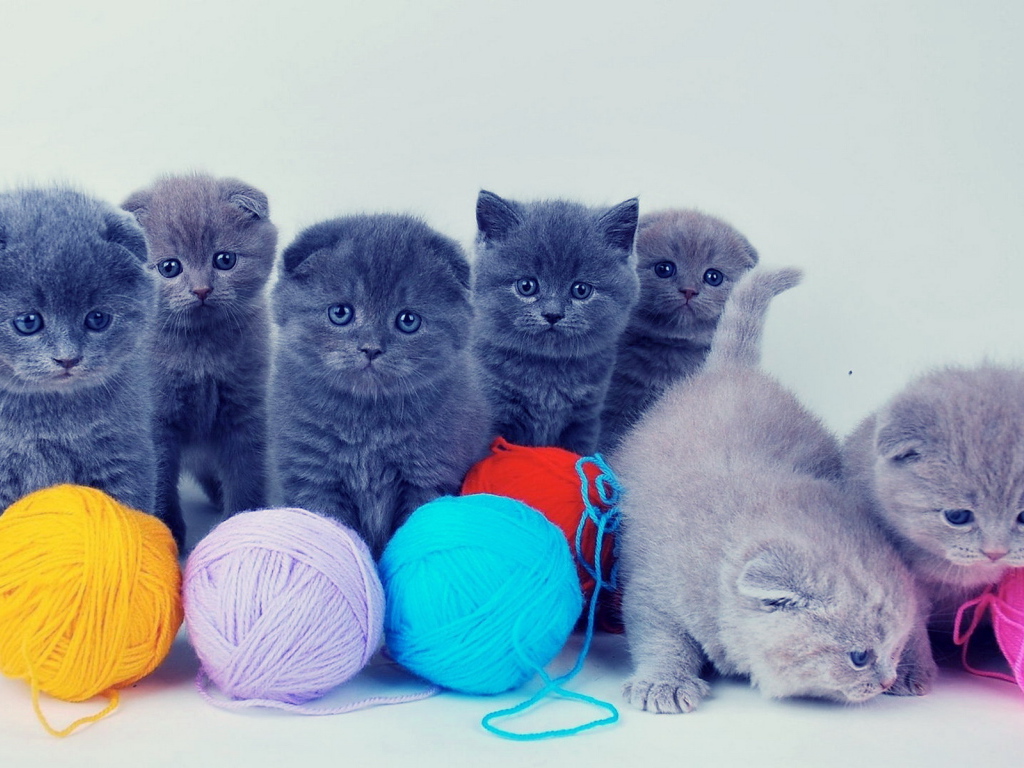 Котята и клубки