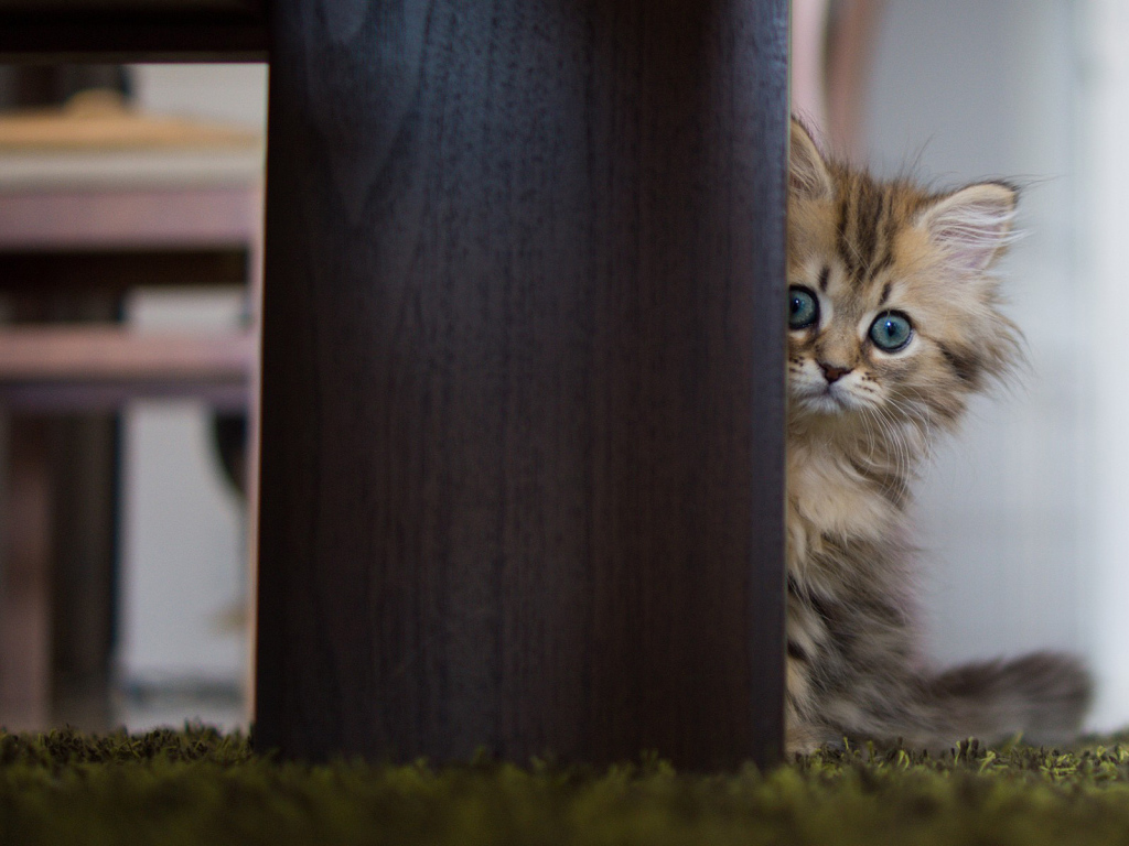 Испуганный котенок