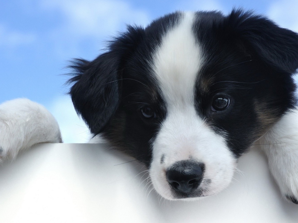 Красивый щенок