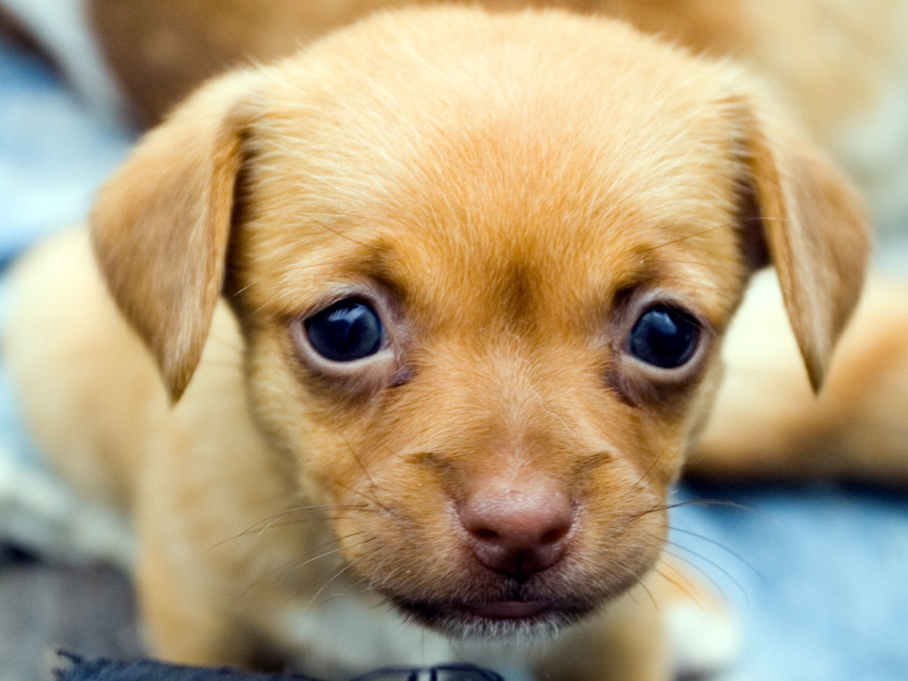 Милый щенок