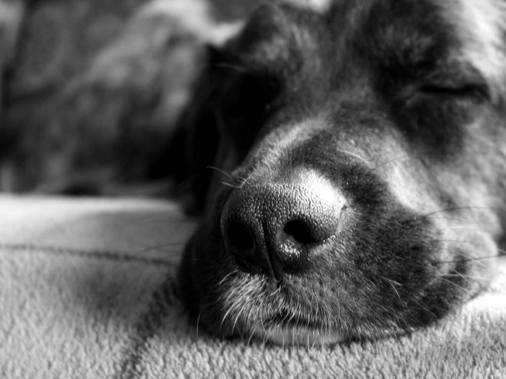 Собачий нос