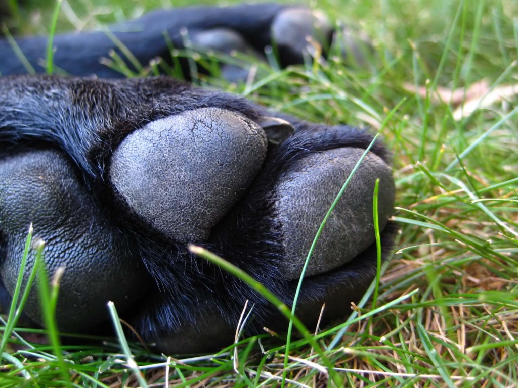 Собачья лапа