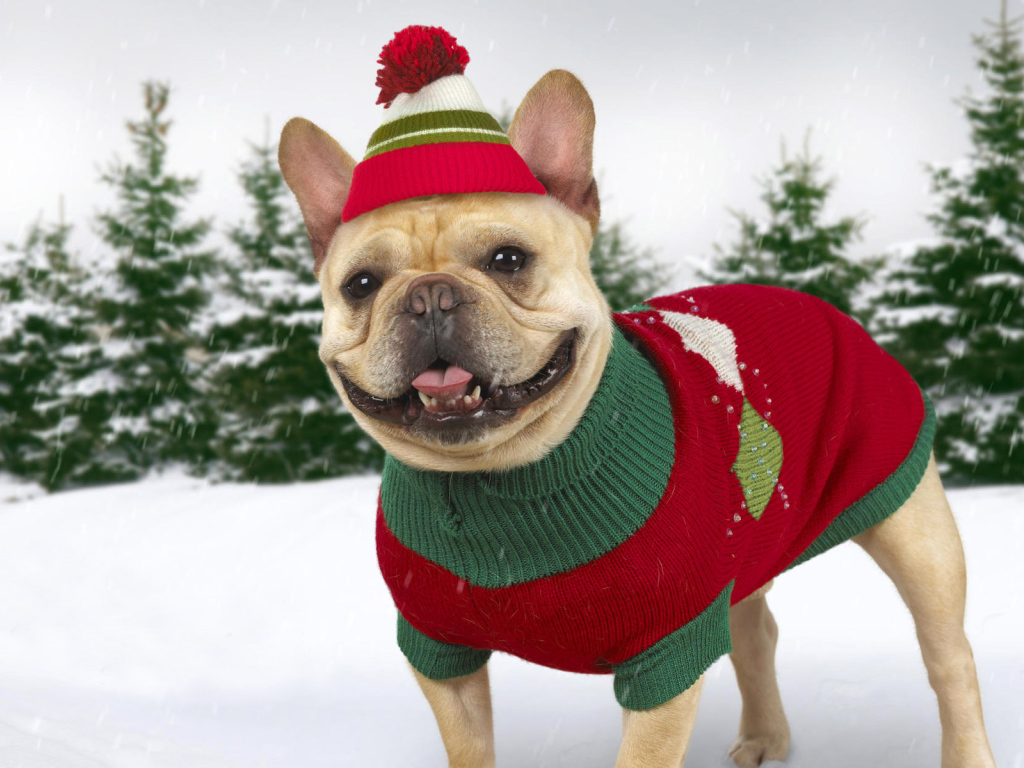 Нарядная собачка