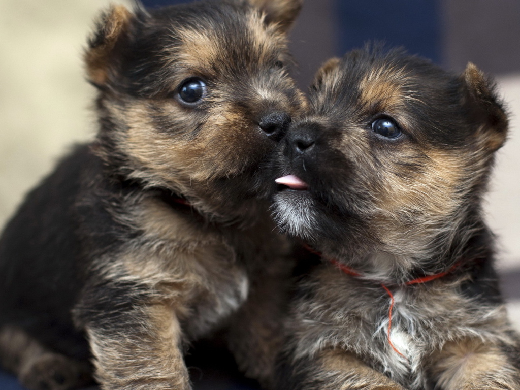 Два щенка