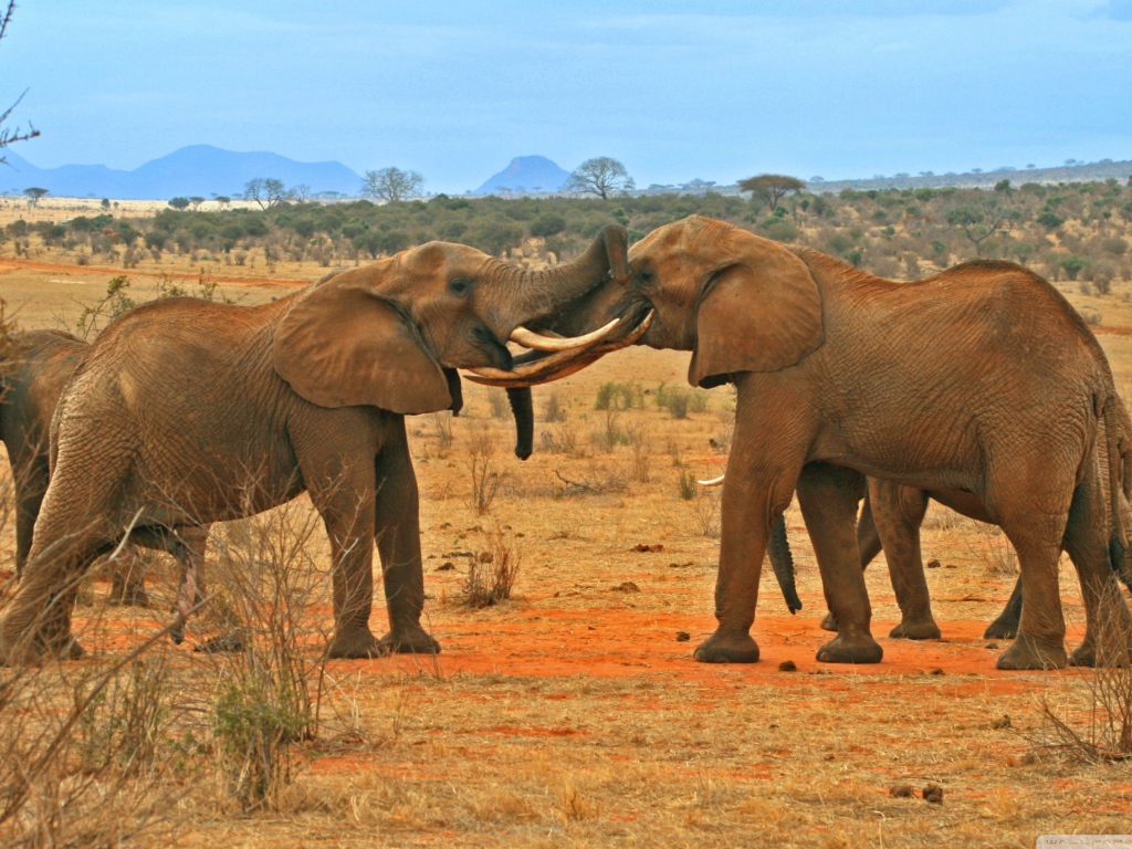 Борьба слонов