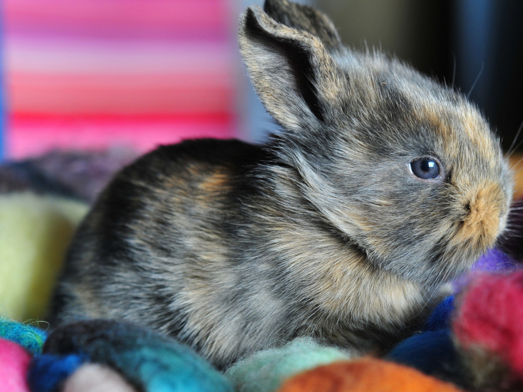 Ушастый кролик