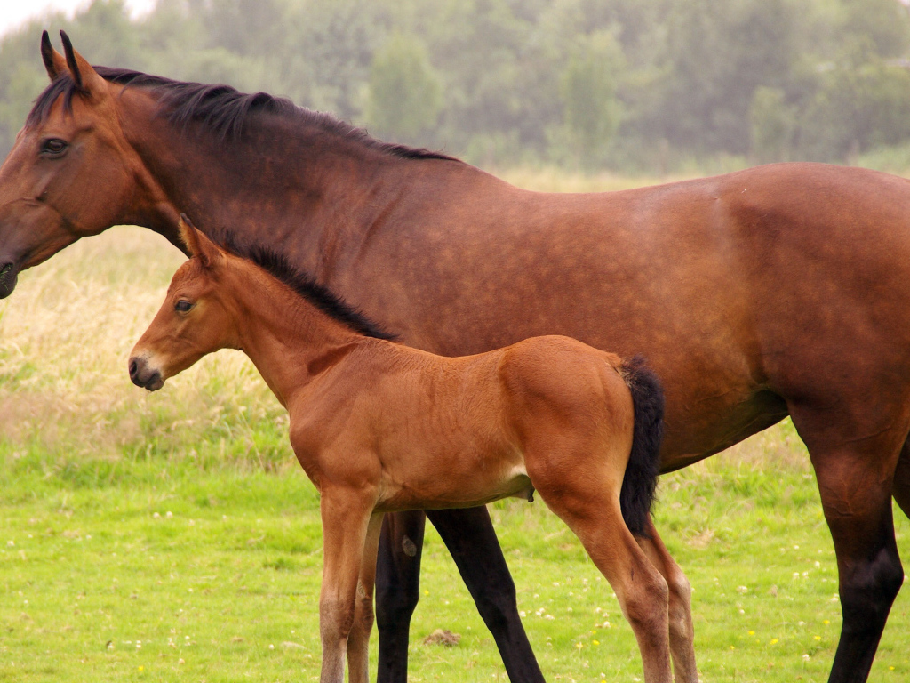 Лошадь и жеребенок