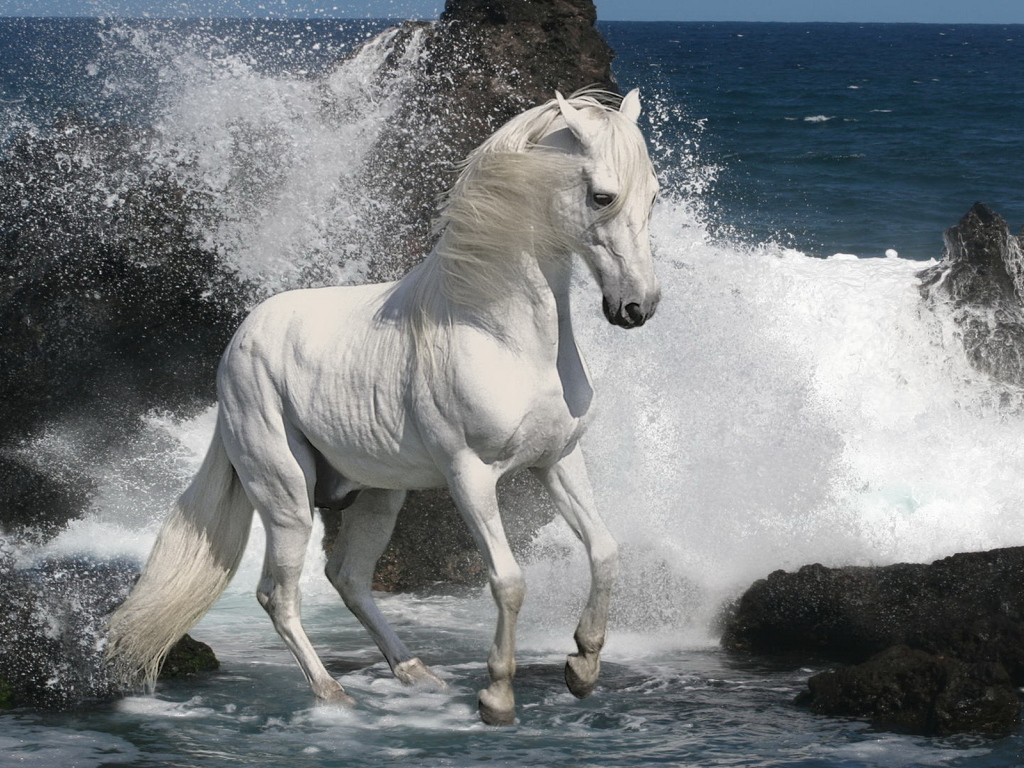 Белый жеребец