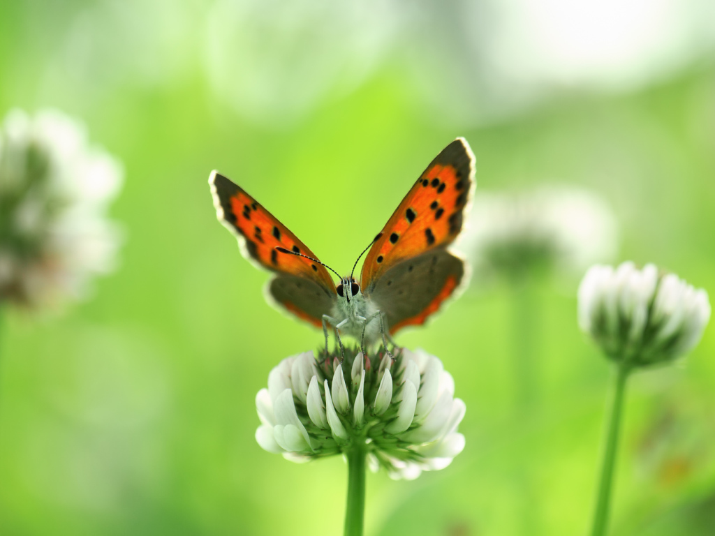 Бабочка и клевер