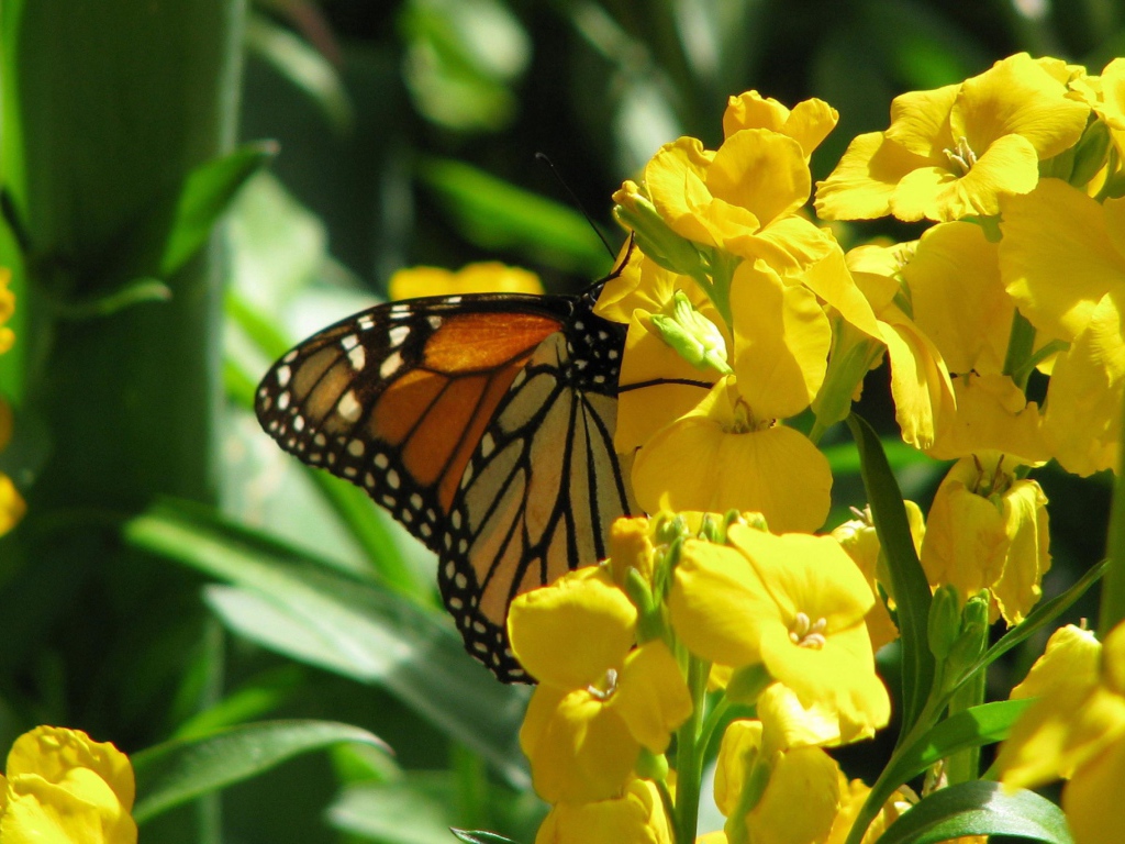 Бабочка и желтые цветы