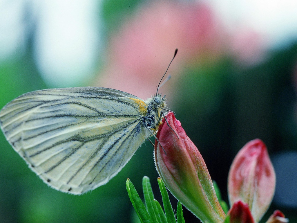 Бабочка у цветка